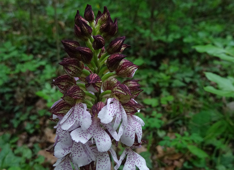 Orchis purpurea